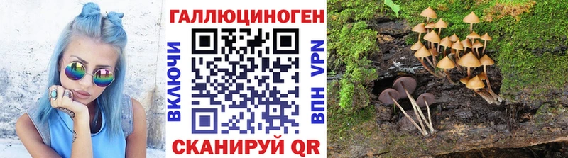 что такое   Крымск  Псилоцибиновые грибы Psilocybine cubensis 